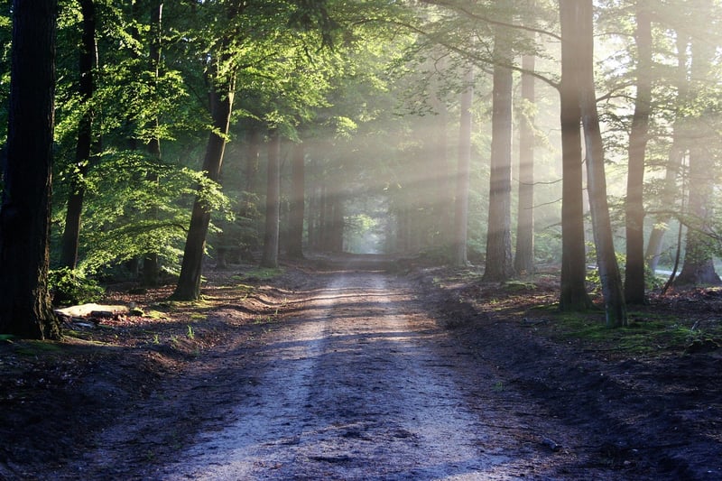 Magical Forest Image